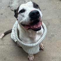 Thumbnail photo of Burt #1