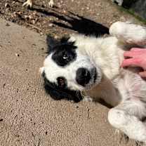 Thumbnail photo of Molly - Sweetest Face!  #4