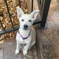 Thumbnail photo of Bunny #1