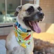 Thumbnail photo of Sophie #3