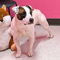 Thumbnail photo of Kugel #2