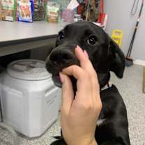 Thumbnail photo of Dusk #4