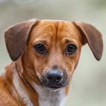 Thumbnail photo of Robbie #1