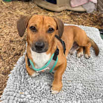 Thumbnail photo of Robbie #2