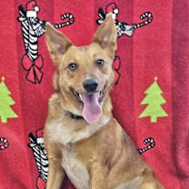 Thumbnail photo of Ariel #1