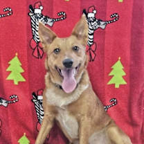 Thumbnail photo of Ariel #2