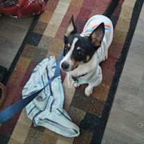 Thumbnail photo of Sturgill #2