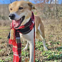 Thumbnail photo of Digger Adoption Pending #1