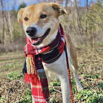 Thumbnail photo of Digger Adoption Pending #2