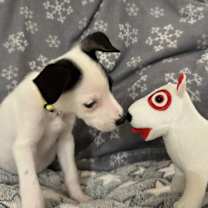 Thumbnail photo of Daisy #1