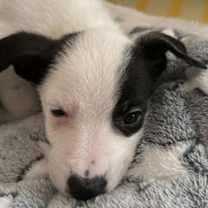 Thumbnail photo of Daisy #4