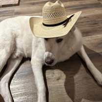 Thumbnail photo of Boomer #1