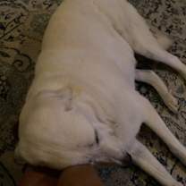 Thumbnail photo of Boomer #4