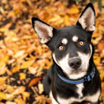 Thumbnail photo of Carmichael #1