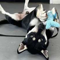 Thumbnail photo of Carmichael #2