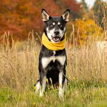 Thumbnail photo of Carmichael #4