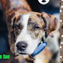 Thumbnail photo of Millie Sue #1