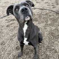 Thumbnail photo of Pebbles #1