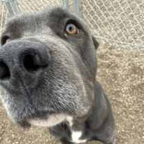 Thumbnail photo of Pebbles #2