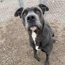 Thumbnail photo of Pebbles #3