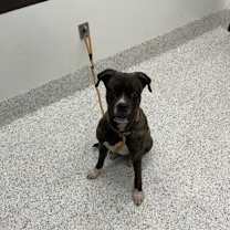 Thumbnail photo of Zella #2