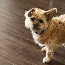 Thumbnail photo of Bruce #1