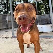 Thumbnail photo of Murdoch #3