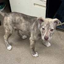 Thumbnail photo of Hector #1