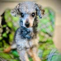 Thumbnail photo of Delilah Oct 25 #1