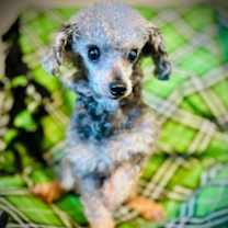 Thumbnail photo of Delilah Oct 25 #2