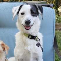 Thumbnail photo of Patches #1