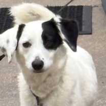 Thumbnail photo of Patches #2