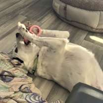 Thumbnail photo of Patches #3