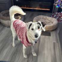 Thumbnail photo of Patches #4