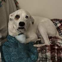 Thumbnail photo of Chewy #4