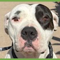 Thumbnail photo of Boogie #1