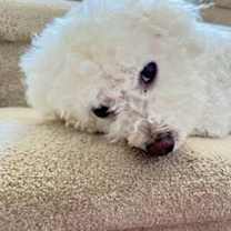 Thumbnail photo of Coconut #3