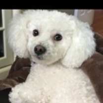 Thumbnail photo of Coconut #4