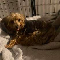 Thumbnail photo of Stella (Dallas) #2