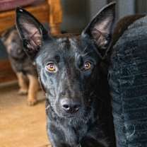 Thumbnail photo of Alaska #1