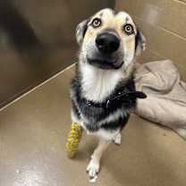 Thumbnail photo of Darcy #3