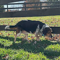 Thumbnail photo of Sadie Mae #4