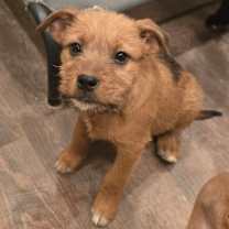 Thumbnail photo of Vixen #2