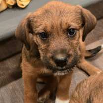 Thumbnail photo of Blitzen #3