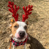 Thumbnail photo of Acrobat #1