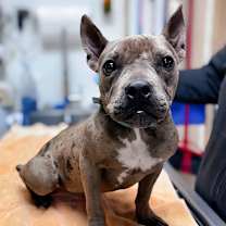 Thumbnail photo of Tallulah #1