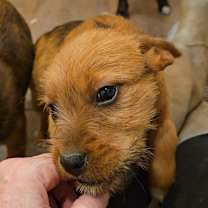 Thumbnail photo of Vixen #4