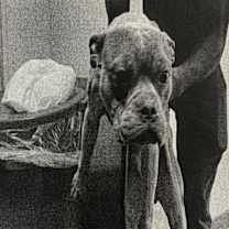 Thumbnail photo of Greyson A2248026 #2