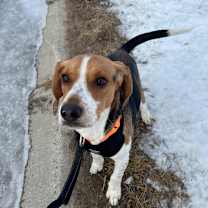 Thumbnail photo of Shiloh #2