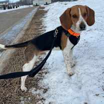 Thumbnail photo of Shiloh #3